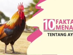 Fakta Menarik tentang Ayam Goreng yang Jarang Dibahas: Lebih dari Sekadar Sajian Renyah Favorit Dunia