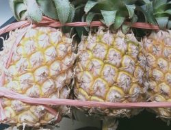 Tiroksin (T4): Orkestrator Utama Metabolisme Tubuh – Sebuah Analisis Mendalam
