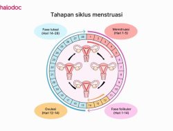 Bagaimana cara membedakan flek masa subur dan flek kehamilan